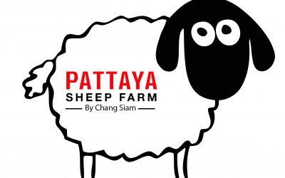 หมอนแกะ Pattaya sheep farm